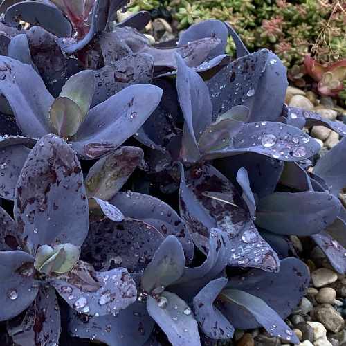SuperSparkler Blue Ox Stonecrop